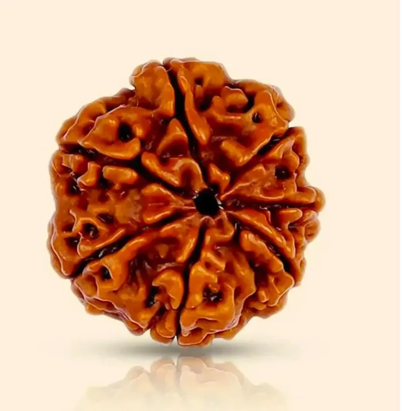 7 Mukhi Rudraksha