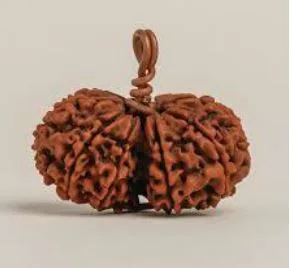 GAURI SHANKAR RUDRAKSHA